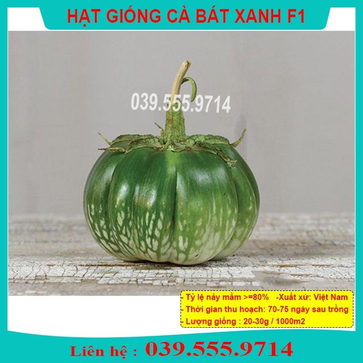 HẠT GIỐNG CÀ BÁT XANH - QUẢ CÀ TO TRÒN GIEO TRỒNG QUANH NĂM