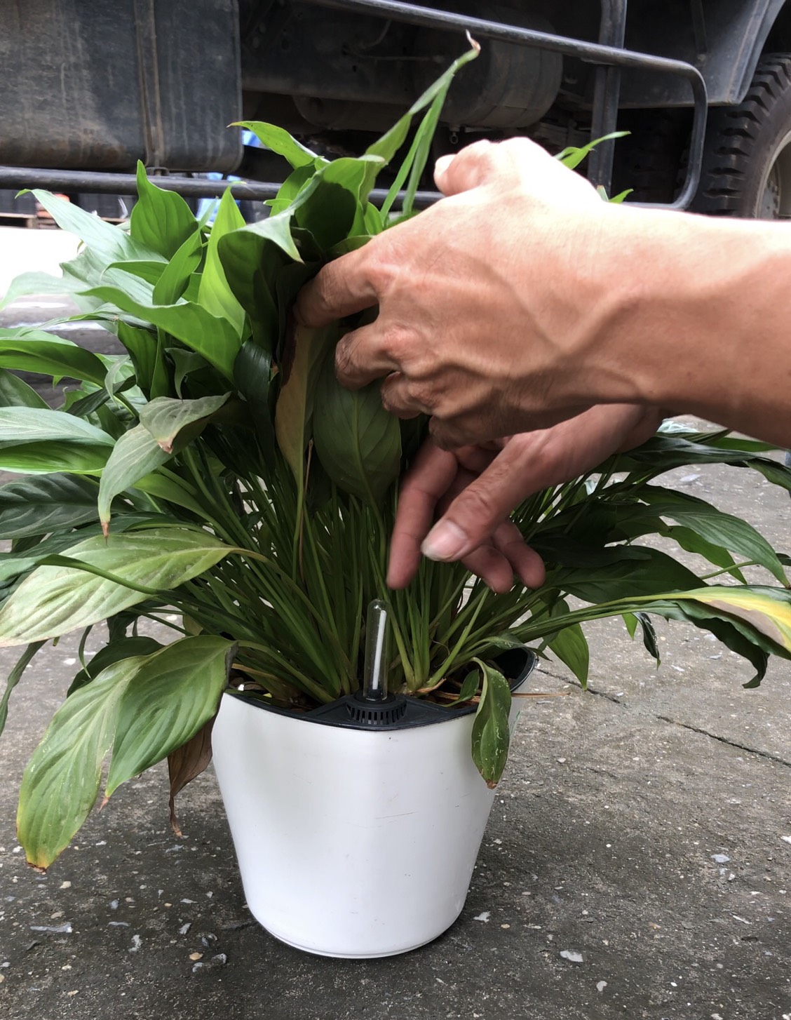 CHẬU TRỒNG CÂY THÔNG MINH TỰ DƯỠNG: Có Phao Báo Nước, Chậu Tự Dưỡng Thông Minh, Trồng Cây Văn Phòng, Nội Thất, Tự Tưới Thẩm Thấu, Nhựa ABS Cao Cấp An Toàn, Tiện Lợi