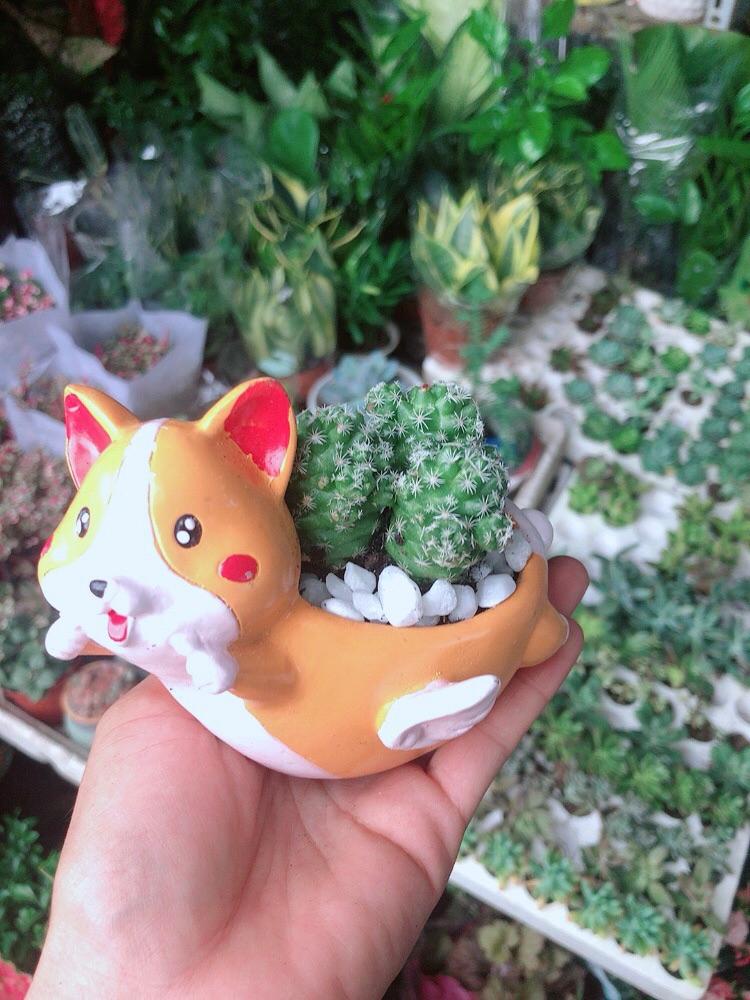 Chậu Xương Rồng Trứng Chim