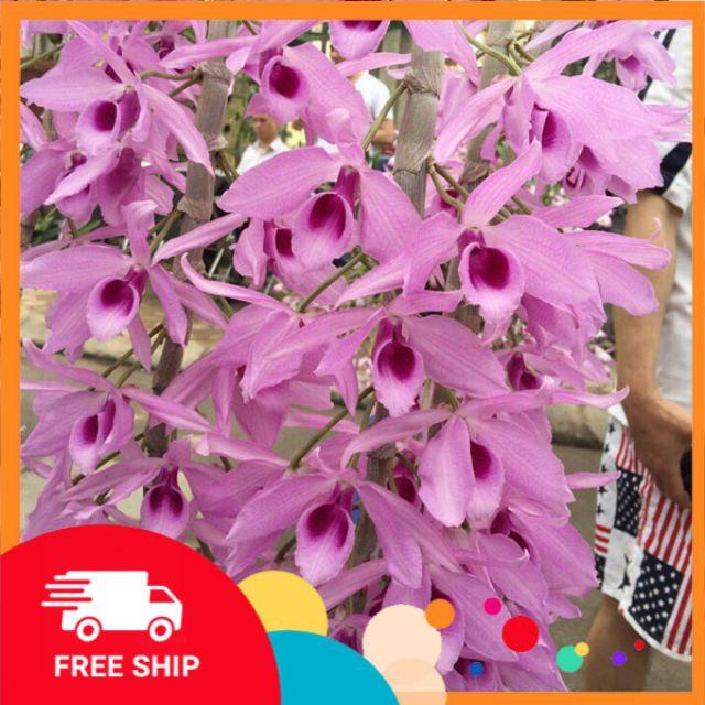 Phi điệp tím + Tặng kèm phân túi phân trùn quế