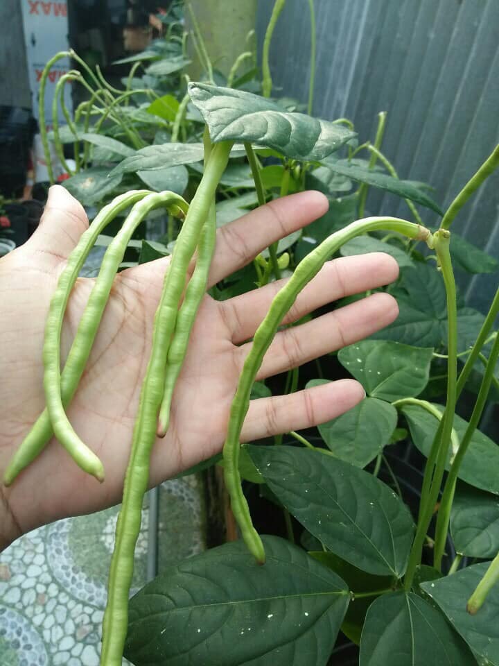 Hạt giống Đậu Đũa Lùn Thái Lan
