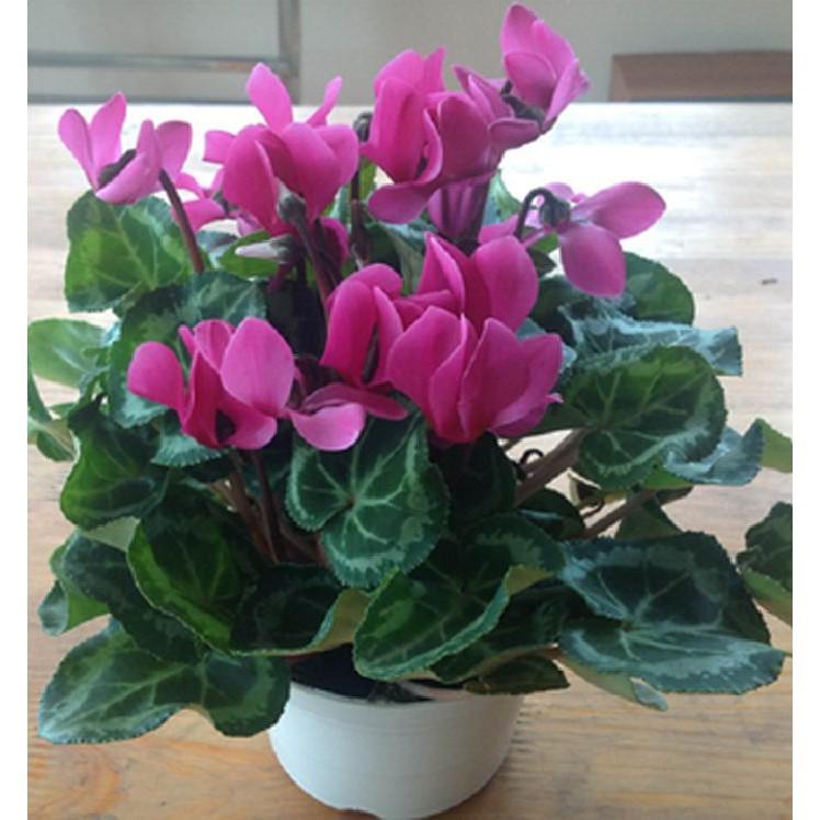 Hạt Giống Hoa Anh Thảo Mix Nhiều Màu - 5 hạt/gói