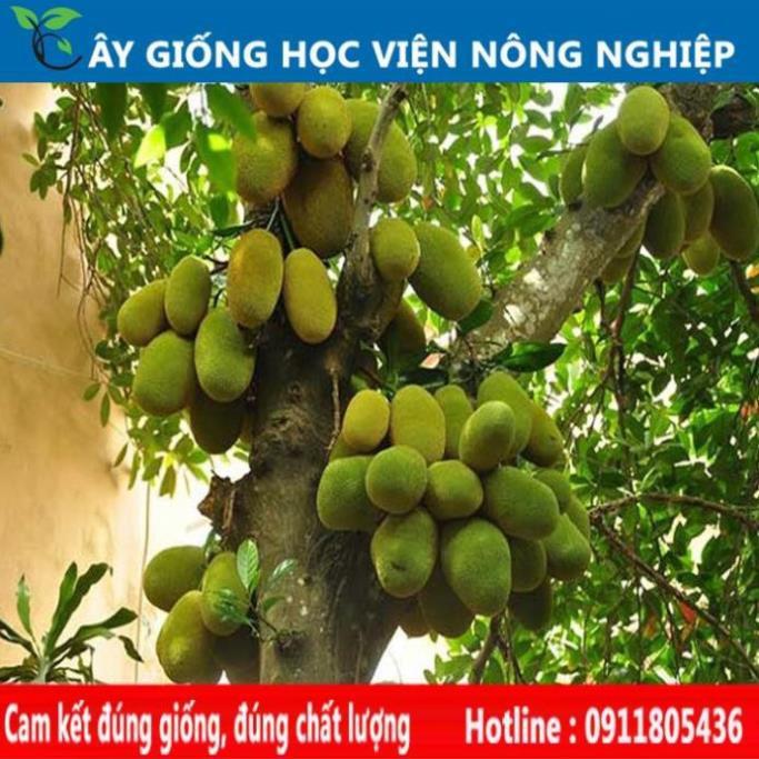Sản phẩm Cây Ăn Trái mít nghệ siêu ngọt