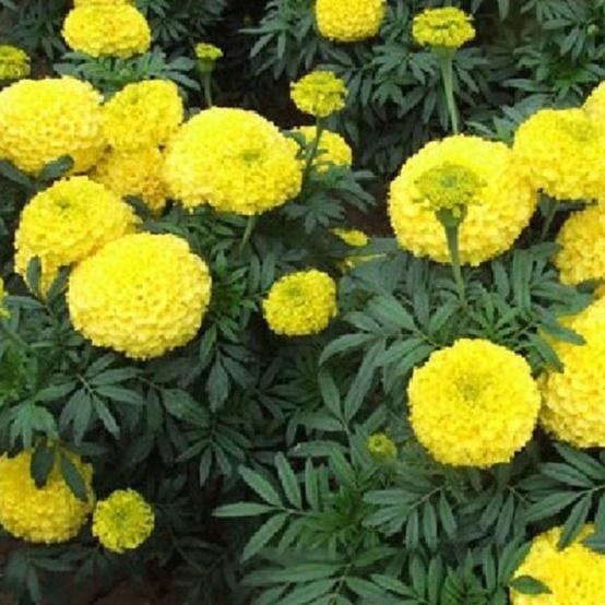 Hạt giống hoa vạn thọ mỹ màu vàng-gói 50 hạt