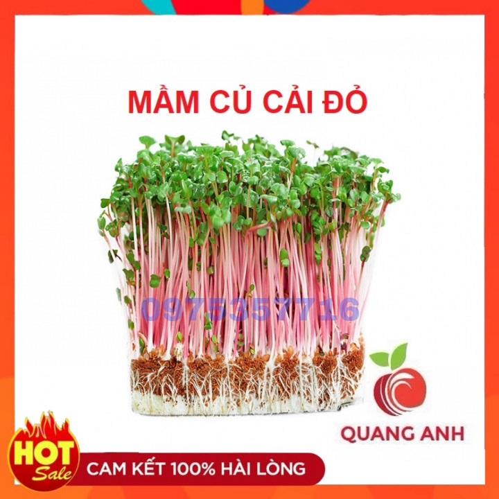 Hạt Giống Rau Mầm Củ Cải Đỏ - Hạt Giống Rau Mầm