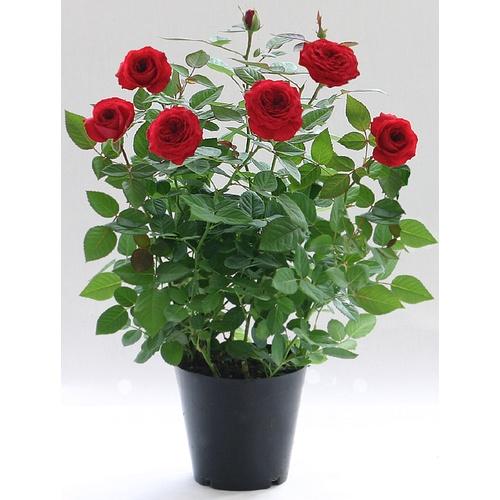 Hoa hồng ngoại Red Monte đỏ cực đẹp