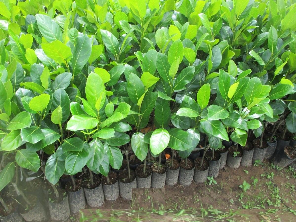 Cây MÍT ta , hàng gieo hạt, quả cực ngon và ngọt thơm