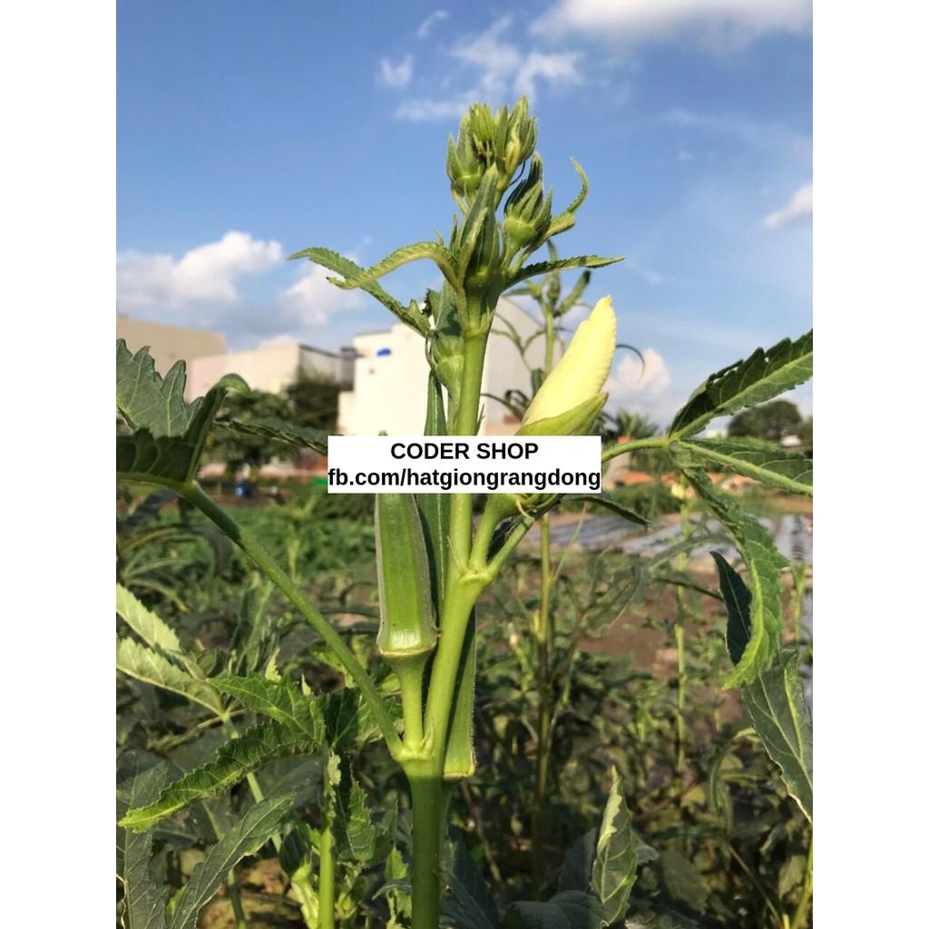 Hạt Giống Đậu Bắp Cao Sản 50Gram