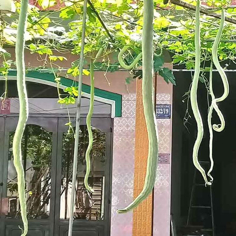 Hạt giống mướp rắn