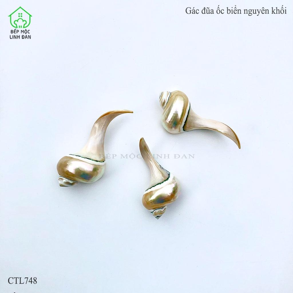 Gác Đũa Ốc Biển Cao Cấp HAHANCO - Nguyên Khối Độc Đáo (01 Chiếc) CTL748