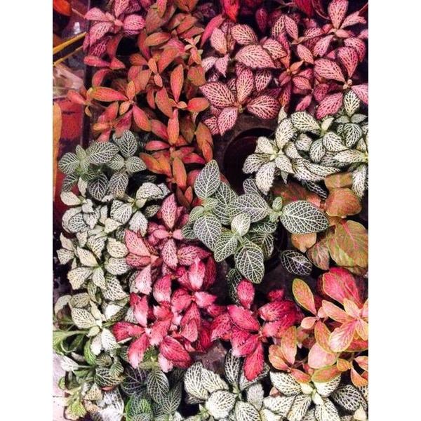 Chậu Cây Fittonia lá may mắn - Cây cẩm nhung nhiều màu