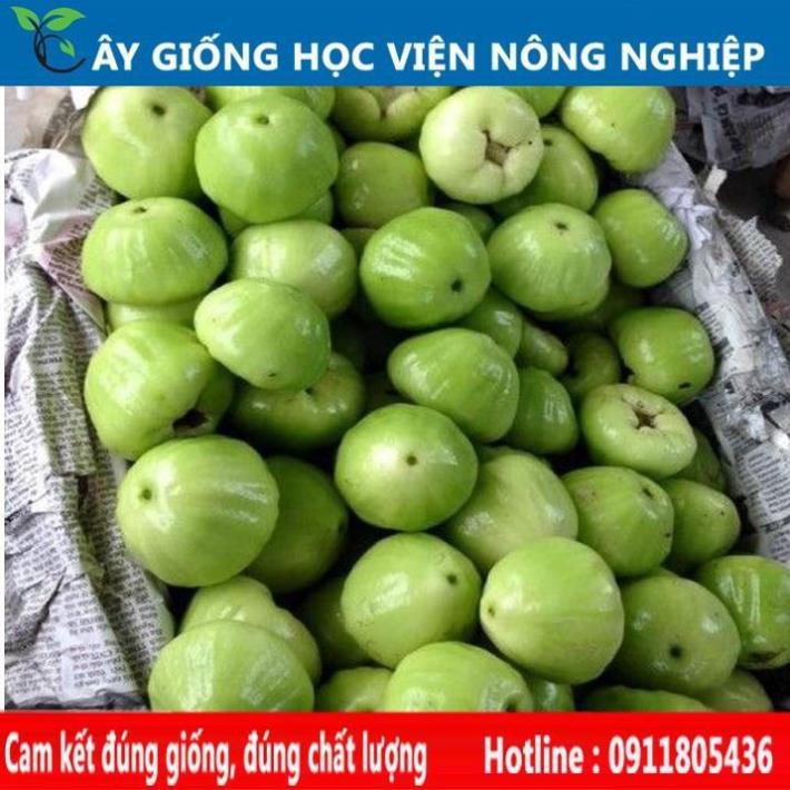 Sản phẩm Cây Ăn Trái cây roi xanh