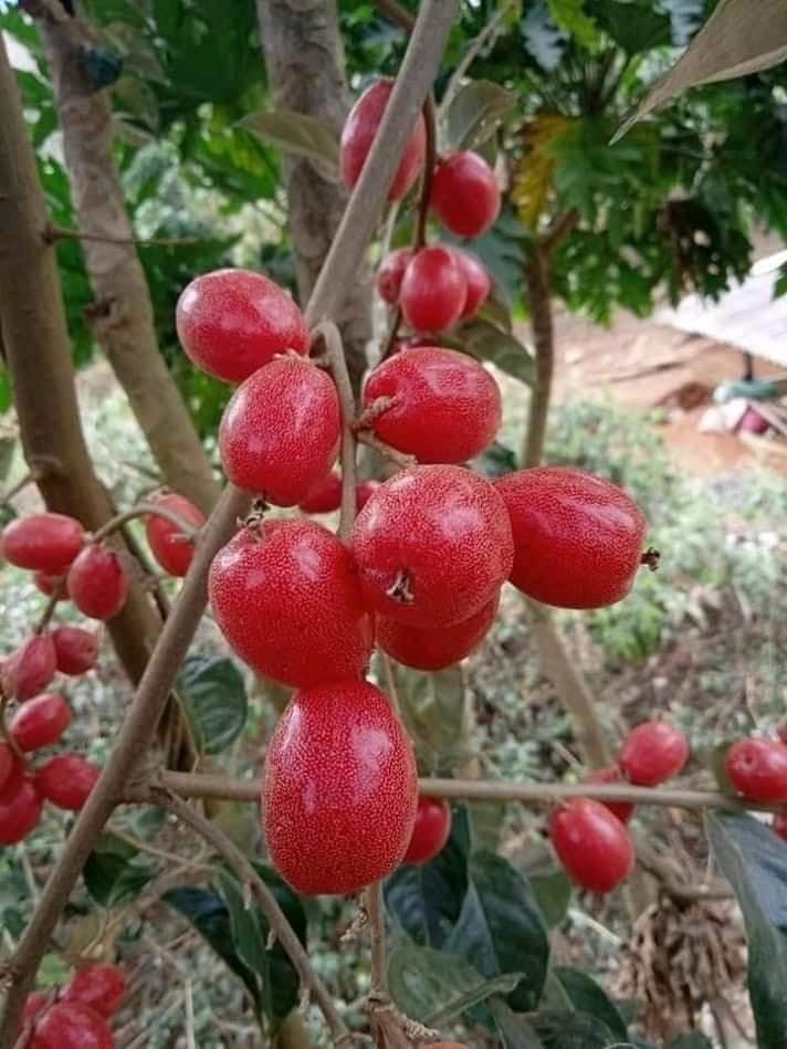 CÂY NHÓT NGỌT F1 CHUẨN GIỐNG