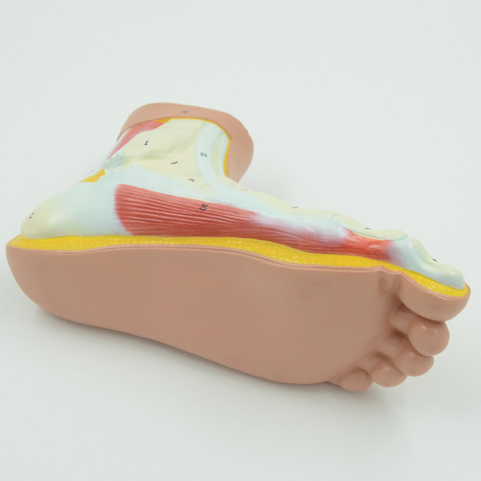 Human Foot Model Anatomy Learning Anatomical Models for Teaching Aid
