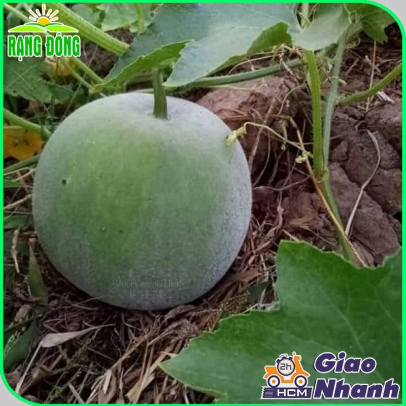 Hạt giống Bí Đao Trái Tròn - Hạt giống Rạng Đông