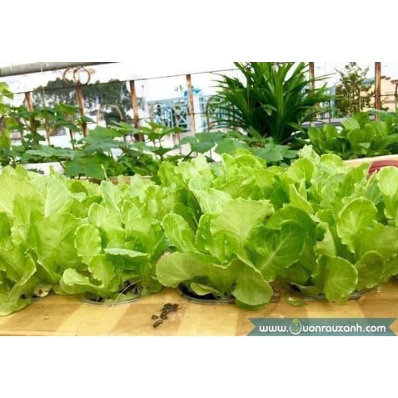 10GR HẠT GIỐNG XÀ LÁCH MỠ CHỊU NHIỆT TRANG NÔNG