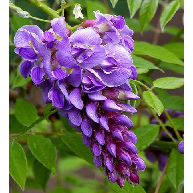 Hạt giống hoa tử đằng hoa màu tím KNS3480- Gói 5 hạt