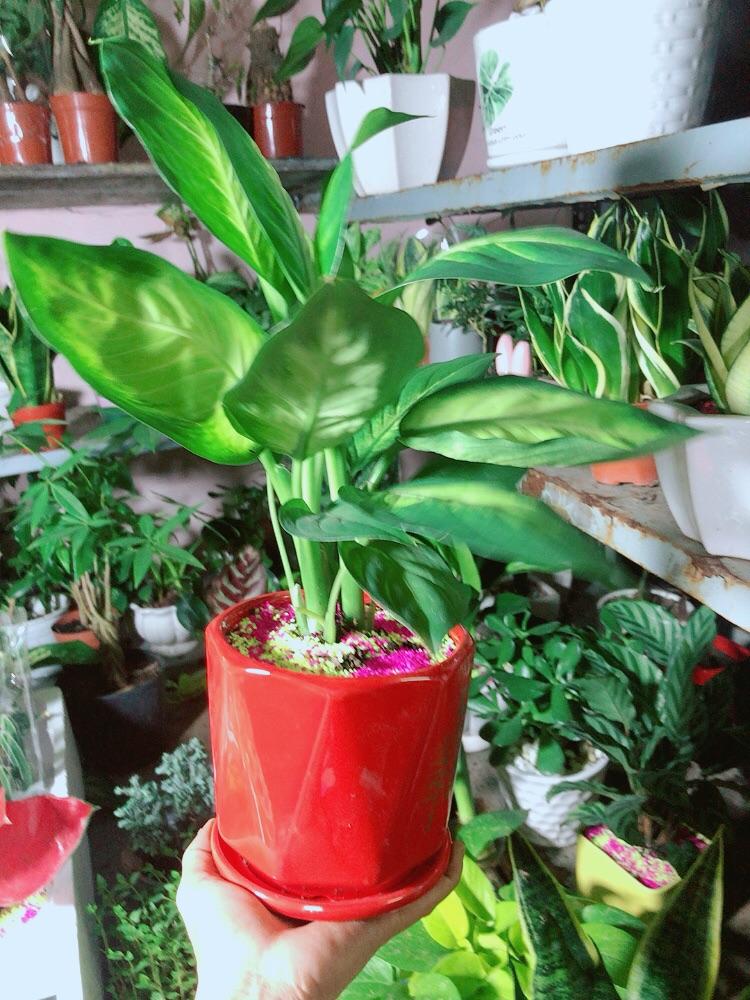 Chậu Cây Vạn Niên Thanh