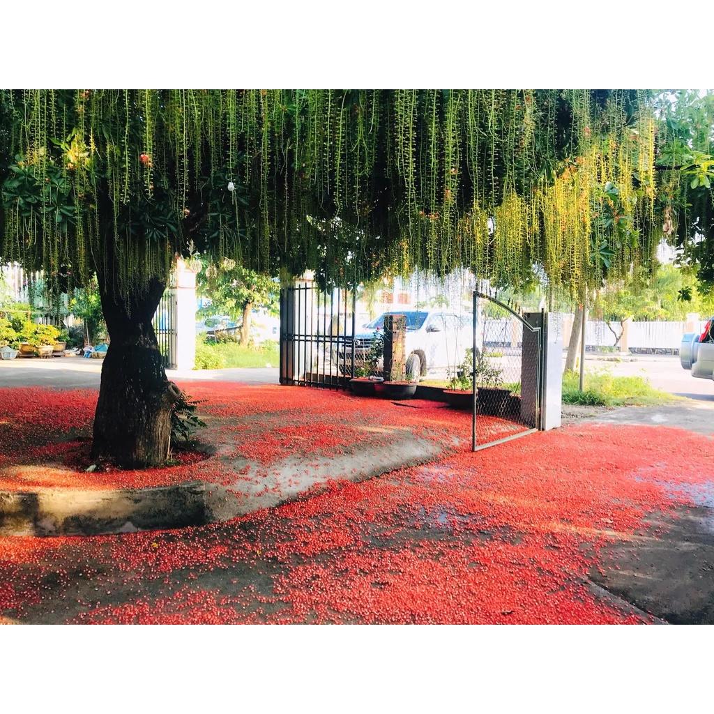 Cây giống Lộc Vừng
