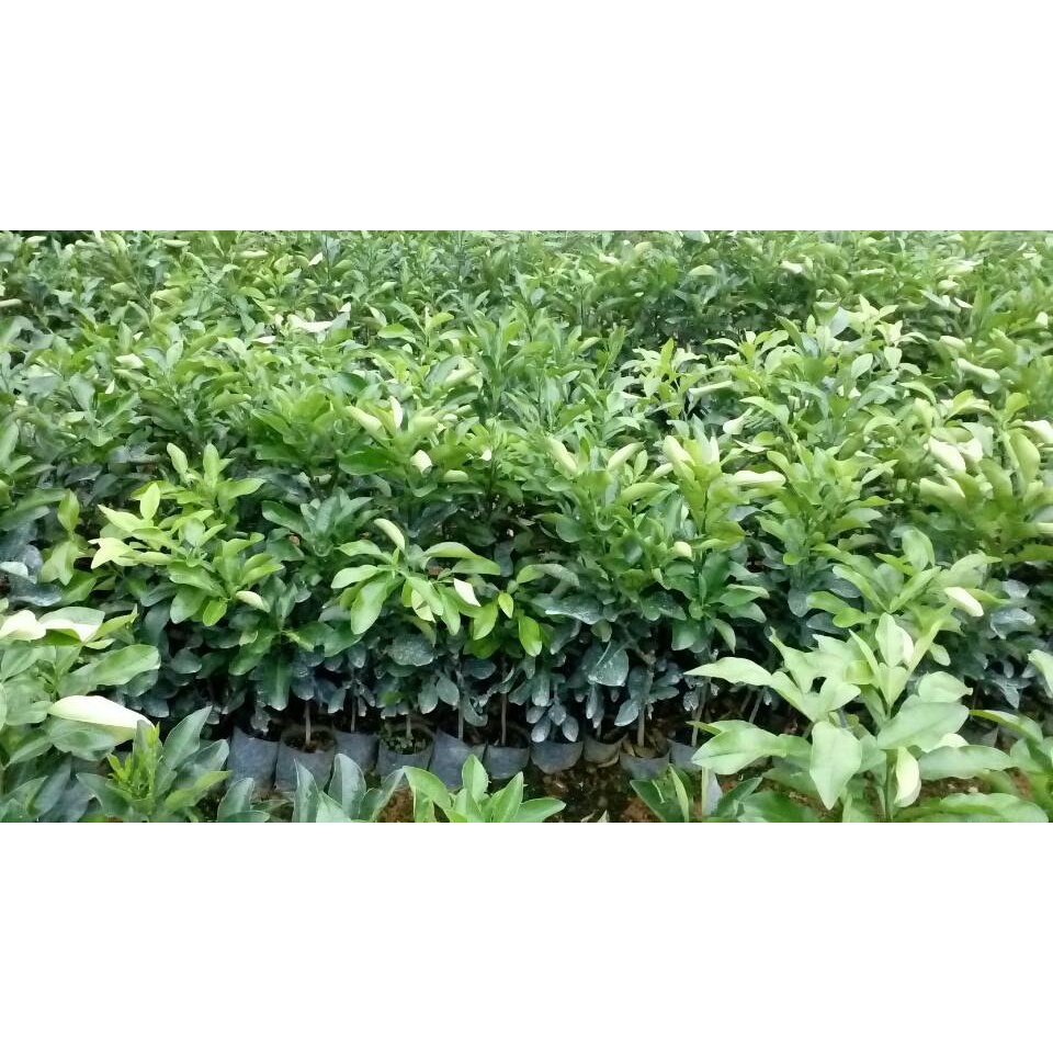 Cây Giống Bưởi Đỏ Tân Lạc