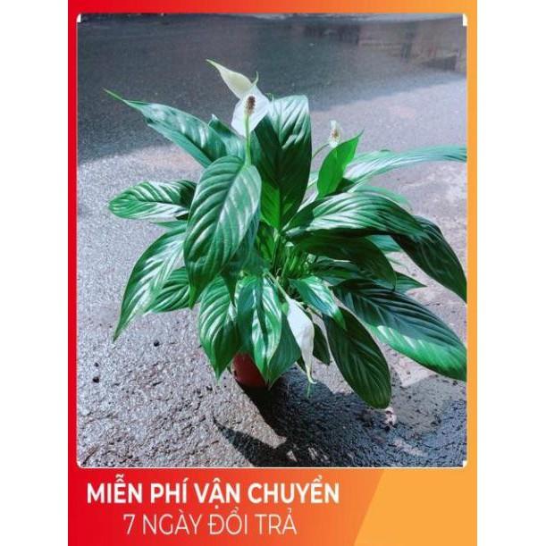 Chậu Hoa Lan Ý Có Hoa Sẵn