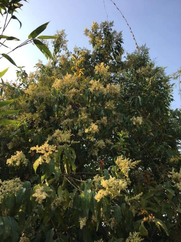 Mật ong nguyên chất hoa rừng tây bắc Phúc Khang (720GR)  - Hàng Chính Hãng - Mật ong sạch đạt chuẩn xuất khẩu 