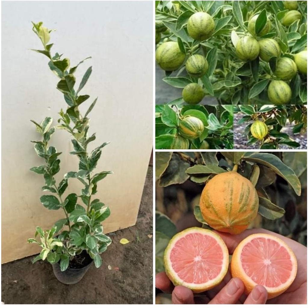 CÂY GIỐNG CHANH Cẩm Thạch