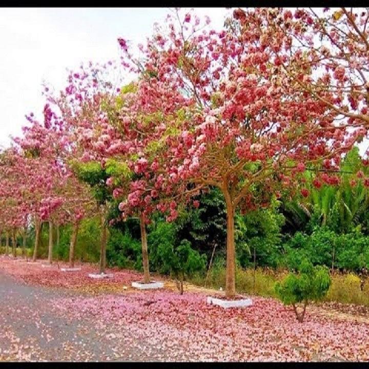 CÂY GIỐNG CÂY KÈN HỒNG , CÂY SIÊU ĐẸP