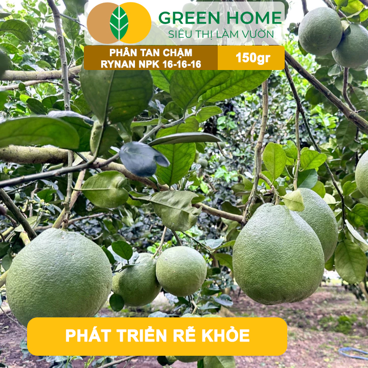 Phân Tan Chậm GreenHome, Rynan NPK 16-16-16, Hũ 150gr, Dùng Cho Cây Có Múi Khỏe Bền Tán Xanh Rễ Mạnh