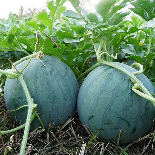 Combo 2 gói Hạt giống dưa hấu đỏ không hạt vỏ đen _tặng kèm thuốc kích mầm