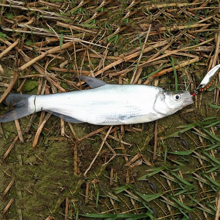 Mồi Câu Lure Mồi Thìa Lượn Spoon Mồi Câu Lure Suối Câu Mương MG2