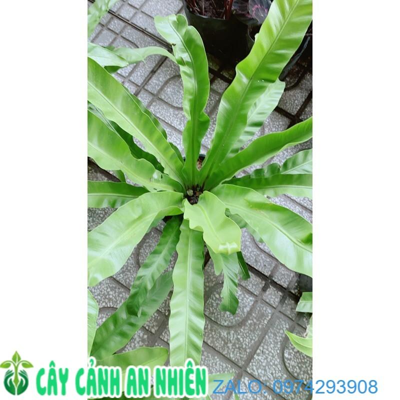 Cây Tổ Quạ