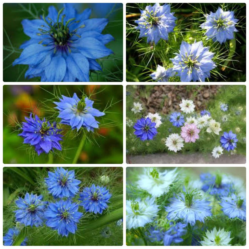 Hạt giống hoa bảo thạch ba tư mix màu KNS3684 - Gói 50 hạt