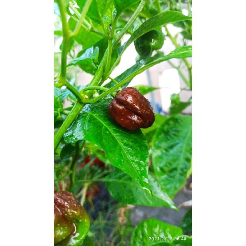 Hạt ớt Habanero chocolate
