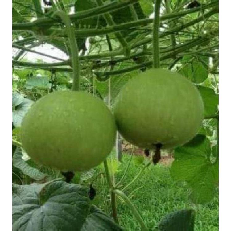 Hạt giống bầu tròn Thái - Hạt nảy mầm tốt - 1 gói 2gram