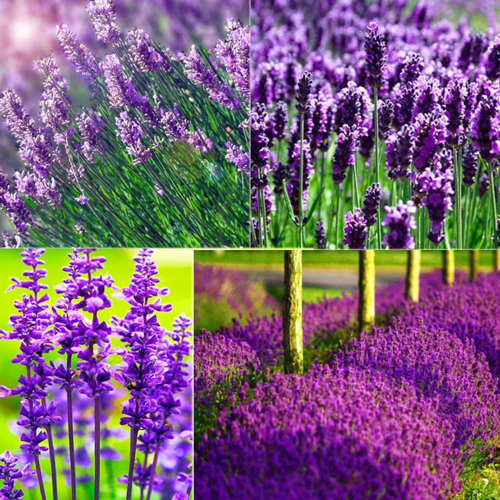 HG14 Gói 30 Hạt Giống Hoa Oải Hương Lavender