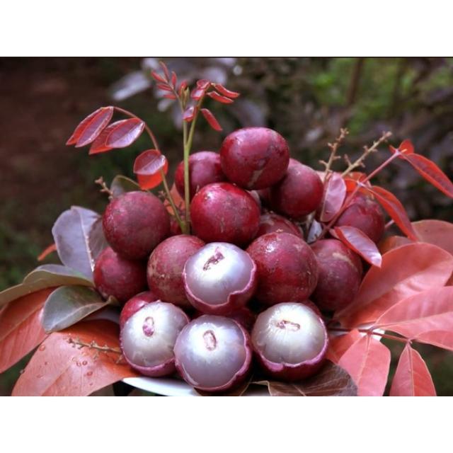 Cây giống NHÃN LONG TÍM )