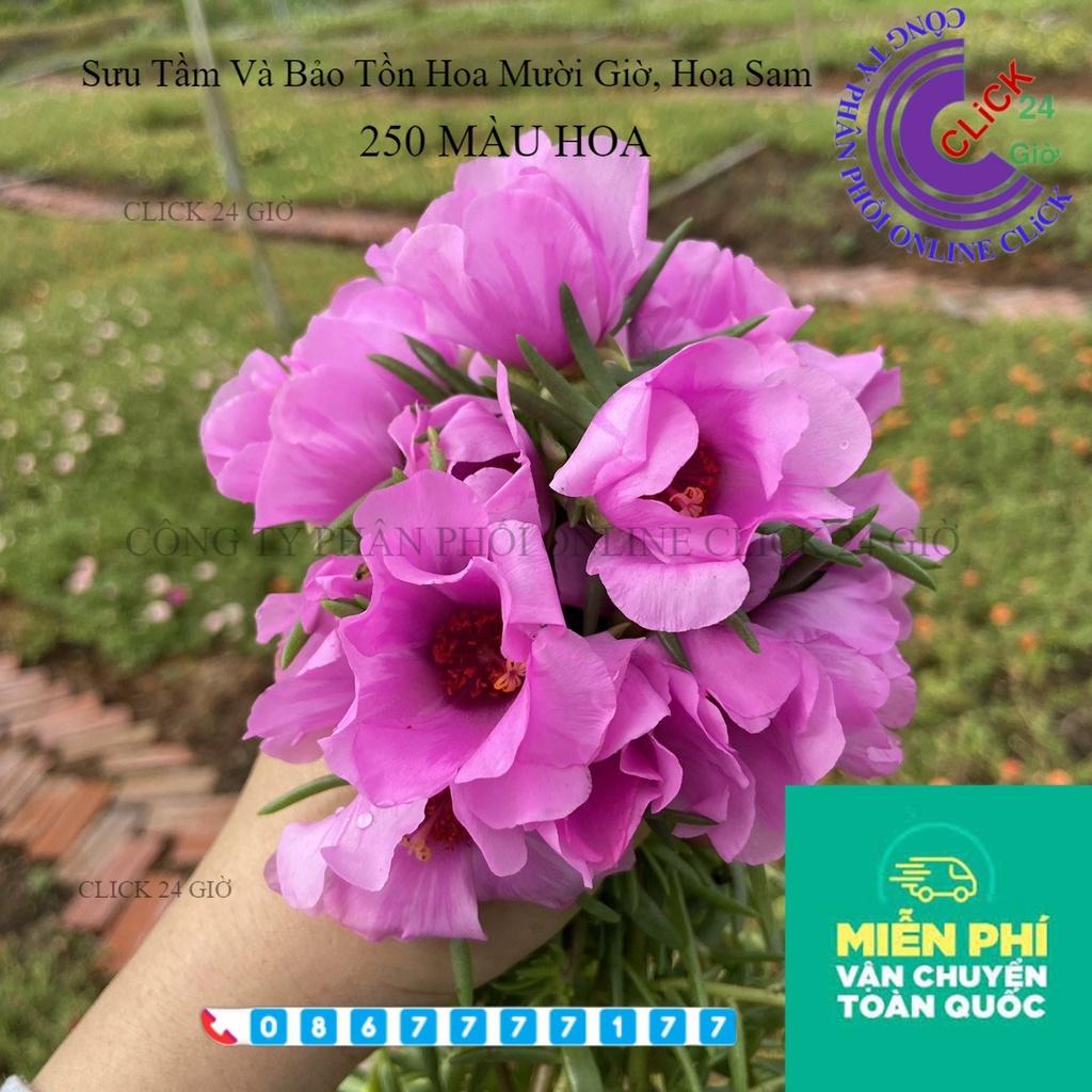 Combo Hoa Mười Giờ Mỹ Thái Kép Sam Đơn Dành Cho Người Sưu Tầm
