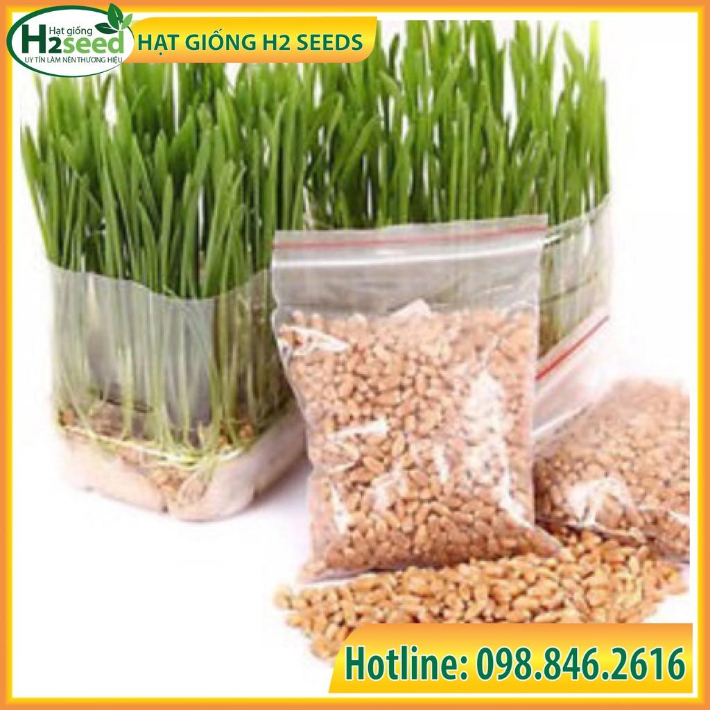 Hạt giống Cỏ Mèo - Gói 2kg - Cỏ Tươi cho Chó, Mèo, Thú Cưng - Cỏ Yến Mạch Cho Chăn Nuôi Gia Súc