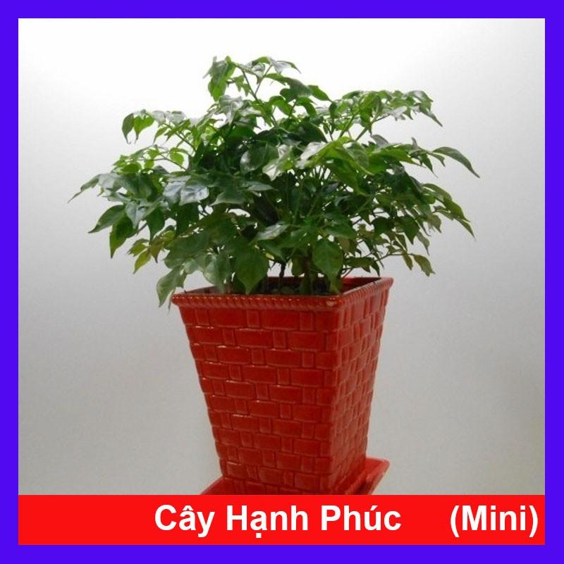 Cây Hạnh Phúc ( Mini ) - Cây cảnh mini để bàn