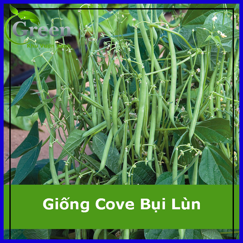 Hạt Giống Đậu Cove Bụi Lùn Siêu Trái