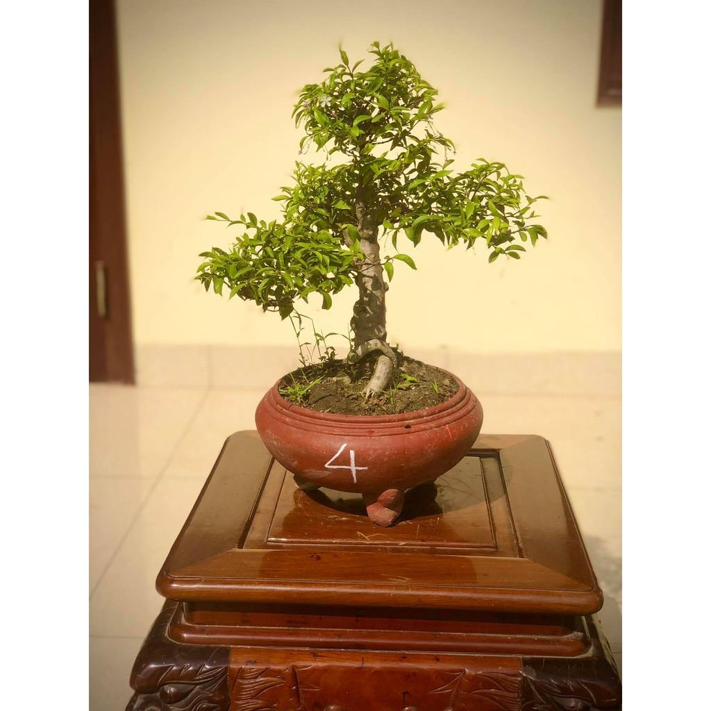 Cây mai chiếu thủy bonsai (ảnh thật) cây số 1-8 tùy chọn