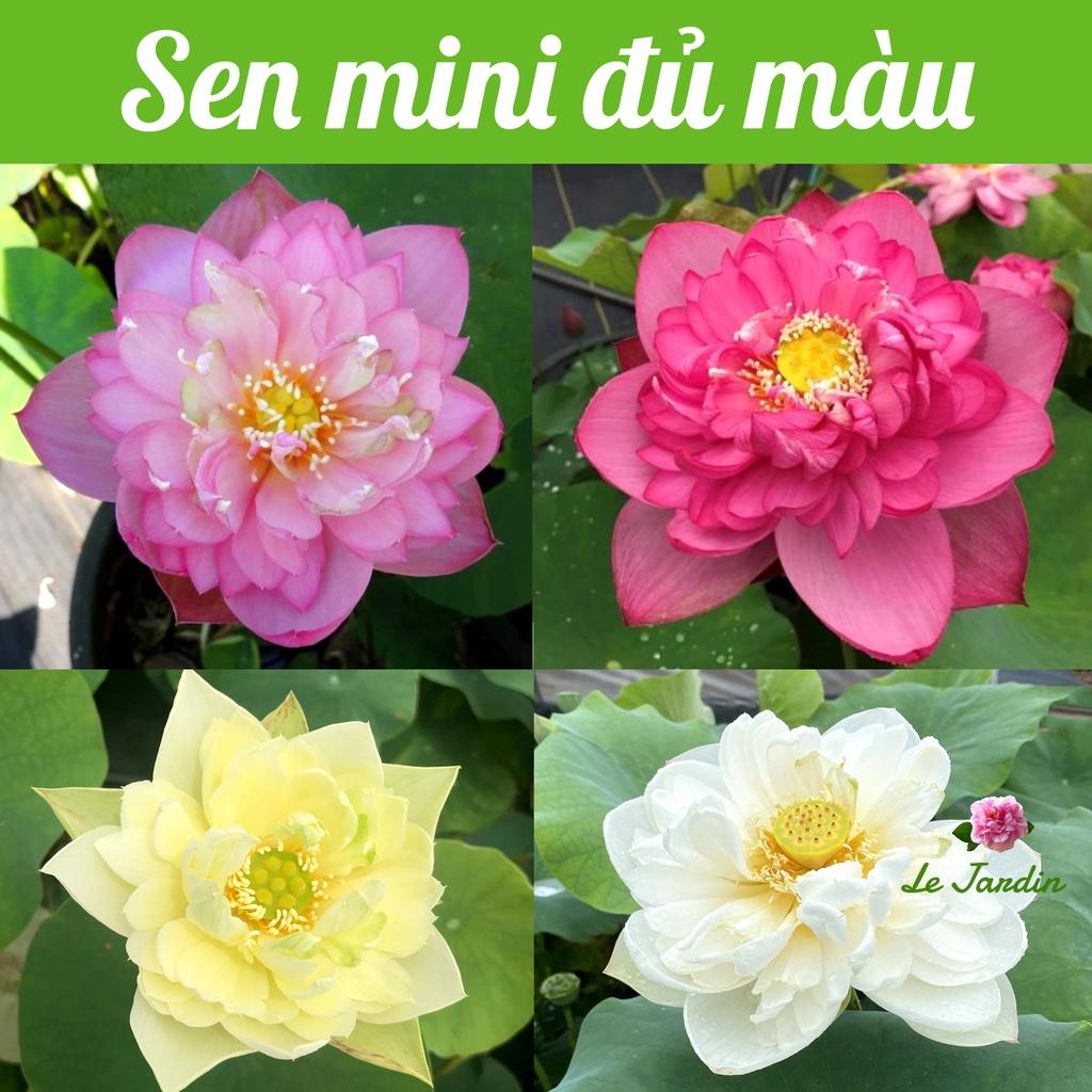 Hạt giống Hoa Sen Rado 846 mix màu - Cây lùn