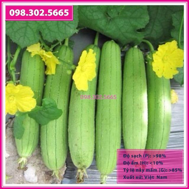 Hạt giống mướp hương F1 siêu quả