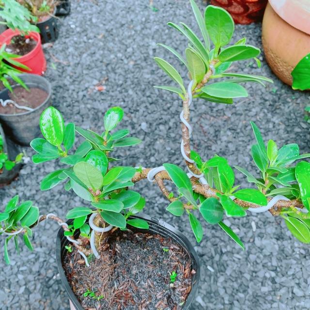 Cây Da Nhật Bonsai