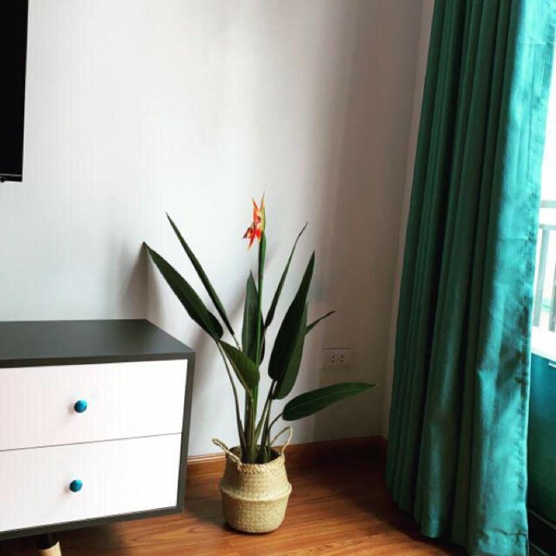 Cây thiên điểu giả