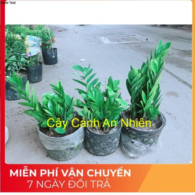 Bụi Kim Tiền 60k/Bụi