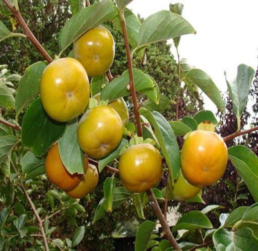 Cây HỒNG GIÒN