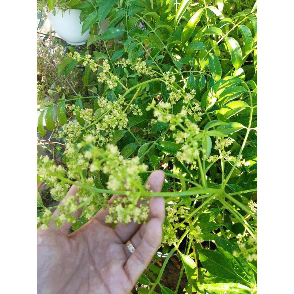 Cây giống cóc thái siêu sớm