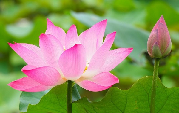 Hoa sen – nét đẹp của đất nước Việt Nam